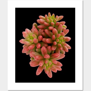 suculenta Sedum Aurora Posters and Art